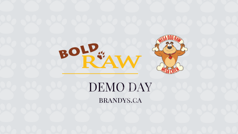 Demo Day!